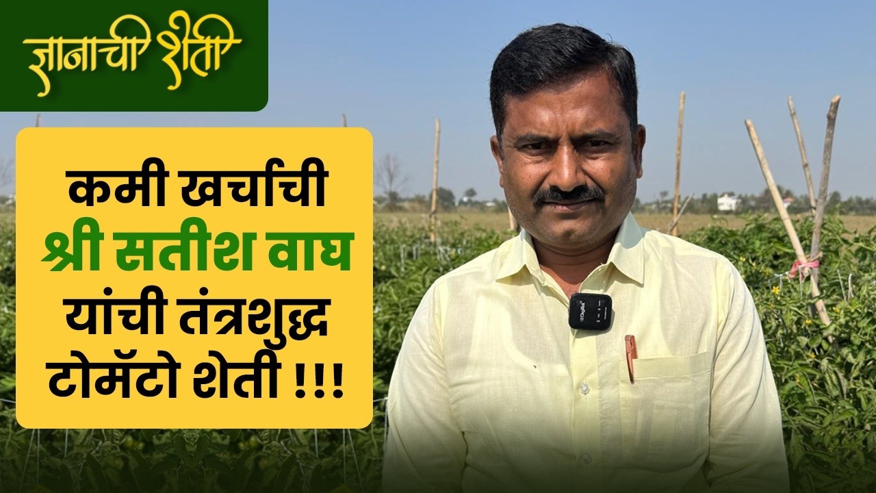 यशस्वी हिवाळी टोमॅटो लागवड @ पहिल्याच प्रयोगात श्री सतीश वाघ झाले यशस्वी ₹₹₹
