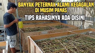 Ternak jangkrik di musim kemarau/Panas banyak menyebabkan peternak jangkrik alami kegagalan