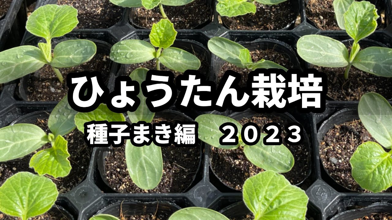 ひょうたん栽培】種子まき編 2023① - YouTube