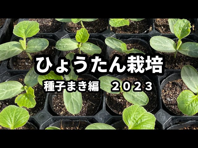 ひょうたん栽培】種子まき編 2023① - YouTube