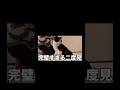 猫も二度見する ※過去動画です