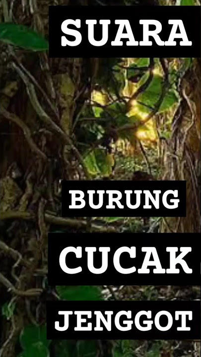 SUARA BURUNG CUCAK JENGGOT BETINA ❗