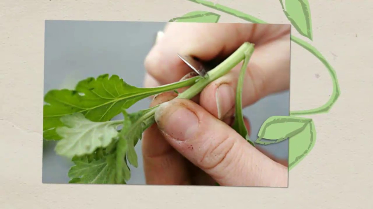Tips Clone Cloning Tips - YouTube