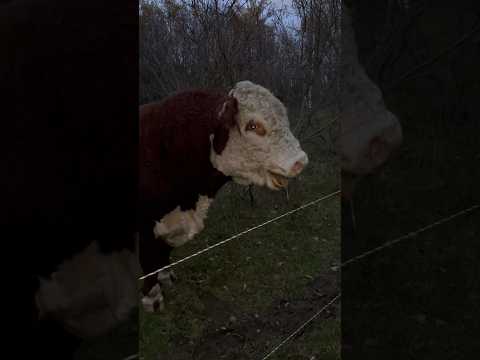 У Быка истерика 😰 #герефорд #бык #злой #животные #ферма #истерика #крик #страх #природа #хозяйство