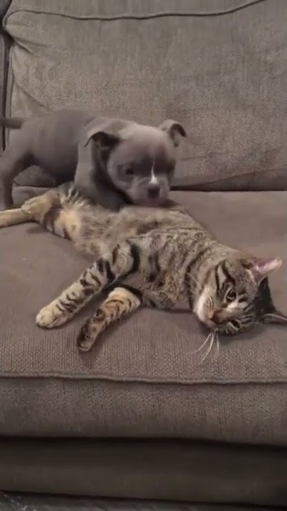 MICRO BULLY HUMPS ON THE CAT 😒