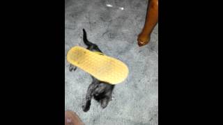 La Chancluda De Cleo