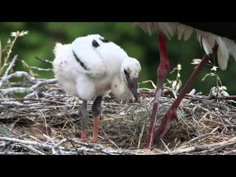 Vídeo: Diferença Entre Cegonha E Guindaste