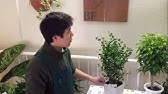 ベンジャミンバロックの育て方 別名 フィカスバロック カインズ花図鑑 Youtube