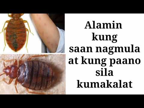 Video: Ano ang gusto ng mga gintong surot at bakit?