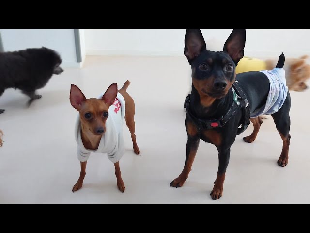 小さいミニピン、大きいミニピン 🐶ひみつきちなう！②🐶 2024年2月12