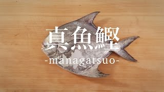 真魚鰹（まながつお）のさばき方 - How to filet Harvestfish -｜日本さばけるプロジェクト（海と日本プロジェクト）