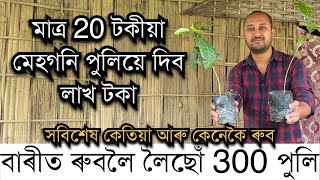 20 টকীয়া মেহগনি পুলিয়ে দিব লাখ টকা Mahogany Tree | Mehgony tree| African Mehgany farm in Assam