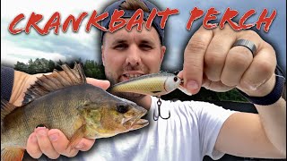 Westin Rawbite & Rapala Shadow Rap fishing