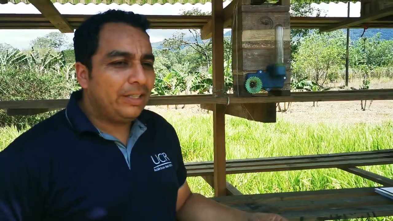 dennis barquero bejarano, investigador de la feima: los cuidados y posibilidades de meliponarios