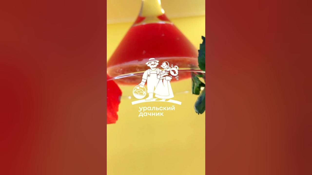 Арбуз Сахарная молния - YouTube
