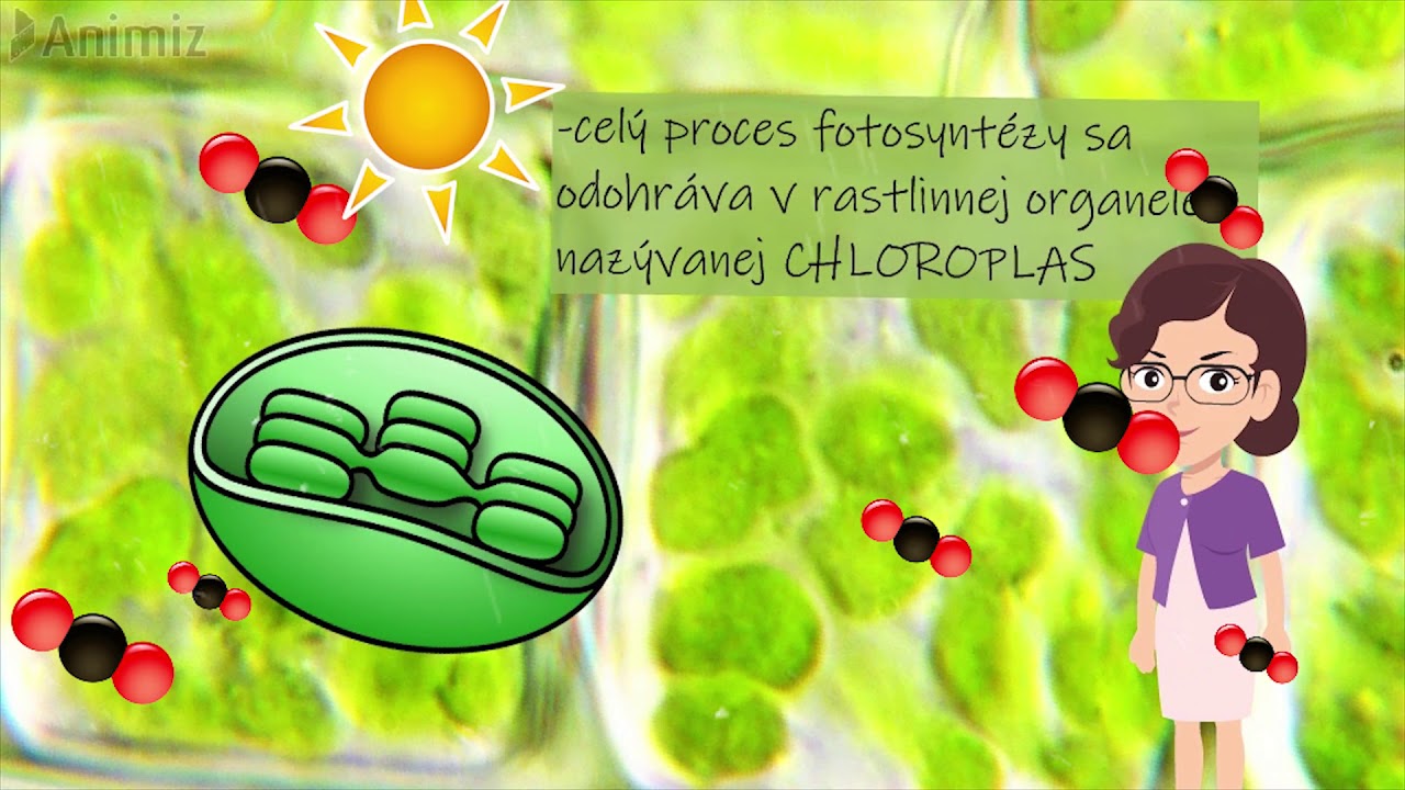 Fotosynteza I Chemosynteza Sprawdzian Nowa Era Fotosyntéza a chemosyntéza - YouTube