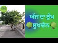    sukhchain tree    pargat sidhu kanakwalia