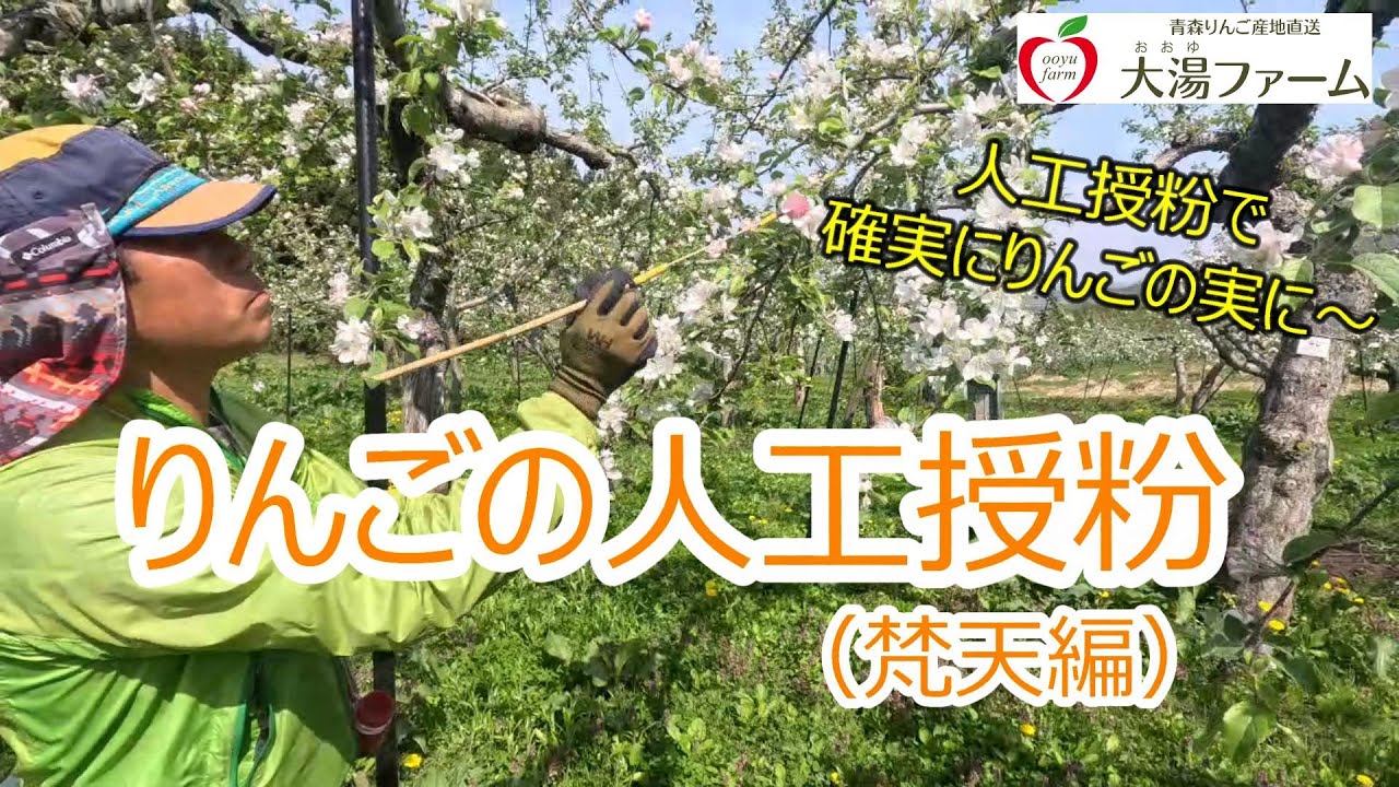 人工授粉で確実にりんごの実に～りんごの人工授粉（梵天編）