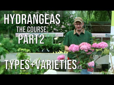 Hydrangeas The Course | Varieties, Care, Fertilization, Pruning | Part 2 Types + Varieties | chap.A