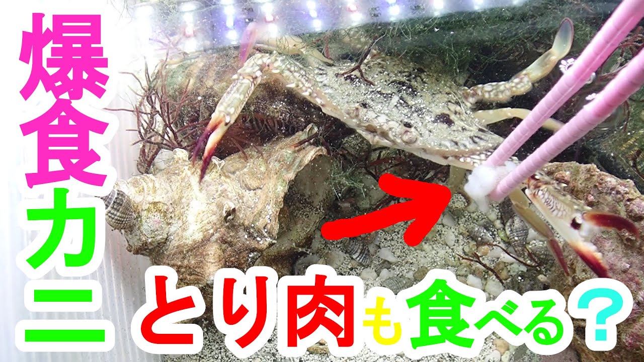 大食いワタリガニ ガザミ がなんでも食べちゃう 爆食 貪欲まつり カニ エサやり 食いしん坊 成長期 脱皮 Crab Kakra Kekda ক কড Cua Krab ป Alimango Youtube
