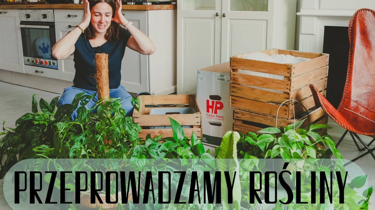 PRZEPROWADZKA Z ROŚLINAMI - jak spakować kilkaset roślin i ile roślin mieści się w bagażniku??
