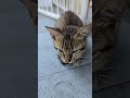 #catifullife #catvideo #cats #kitty #kittens #kittycat #kittiesdiarycat #kittycatvideosfunny