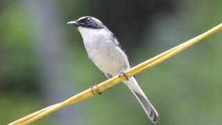 Birds of the Himalayas