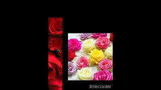 Wallpaper Bunga Mawar/Flower Rose Wallpaper Wallpaper Bunga Mawar/Flower Rose Wallpaper