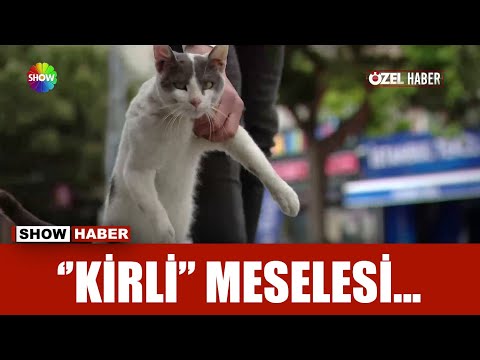 Kavgacı kedi: Kirli