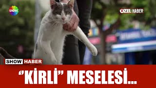 Kavgacı kedi: Kirli Resimi