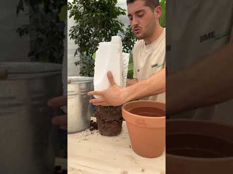 Video: Come togliere gli aghi di cactus dalla bocca?