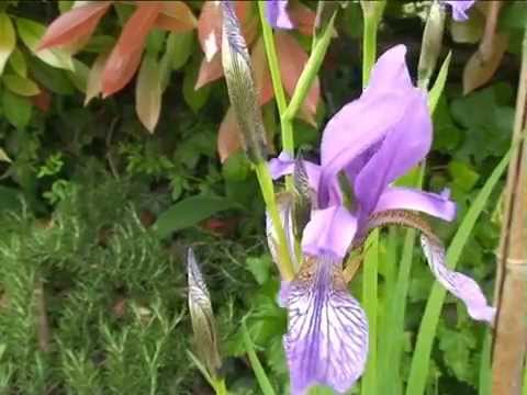 Video: Iris siberiano in giardino - Come coltivare piante di iris siberiano