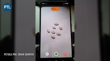 Petiole Pro: Grain Counter - Brief intro about Computer Vision tool to count grains and seeds