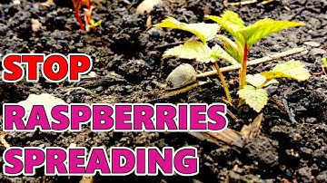 How to STOP Raspberry Roots from Spreading