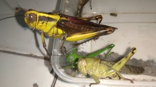 Belalang Kuning Besar & Belalang Kecil Lucu | Cute Grasshoppers