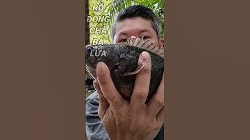 câu dính cá rô chà bá lửa #shorts #câucárô