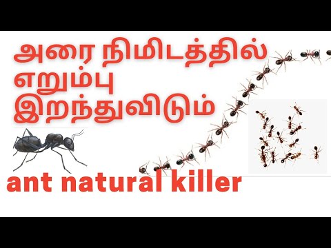 வீட்டில் எறும்பு தொல்லையா இத மட்டும் செய்யுங்க எறும்பு உங்க வீட்டு பக்கமே வராது / ant natural killer