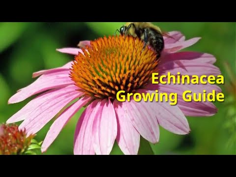 Wideo: Co musisz wiedzieć, gdy uprawiasz echinaceę?