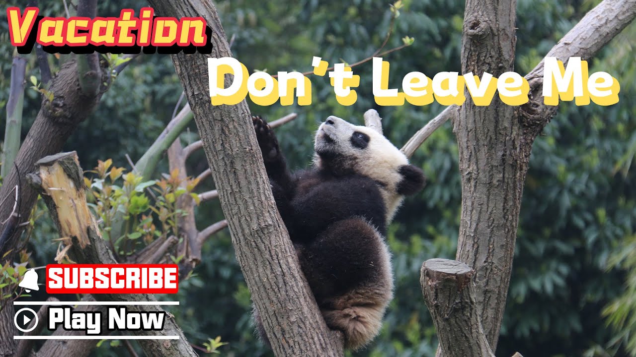 Super Panda】Episode 279 How Do Pandas Spend A Meaningful Vacation