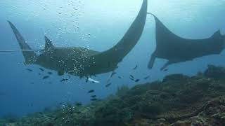 Manta ray cleaning station, Raja Ampat