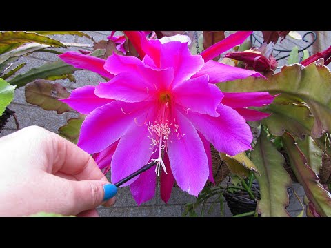 Cactus How To - Cross Pollinating Epiphyllum Flowers ' Orchid Cactus'