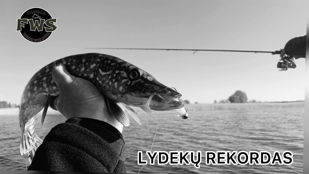 BEPROTIŠKAS LYDEKŲ KIBIMAS 43 VNT. per 8-ių val. Žvejybą