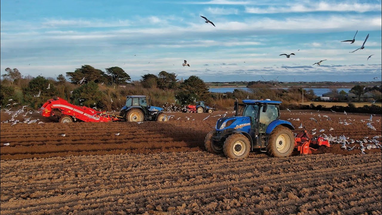 potatoes 25! pettits