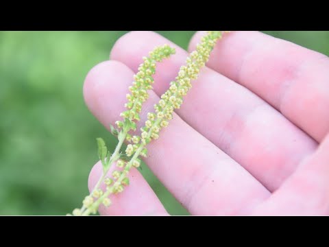 Video: Ambrosia Artemisiifolia L. į Temperatūrą Reaguojantys Bruožai, Turintys įtakos Pollinozės Paplitimui Ir Sunkumui: Tyrimas Kontroliuojamomis Sąlygomis