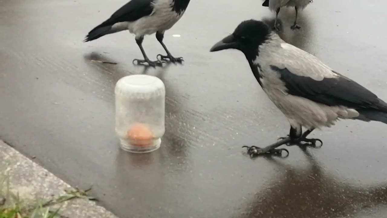 Jar hacking technique #crow #iqtest / Вороны и техника вскрытия банки. Пазлы для ворон 