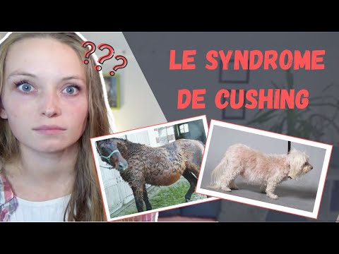 Vidéo: Maladie De Cushing Chez Le Cheval – Cheval PPID