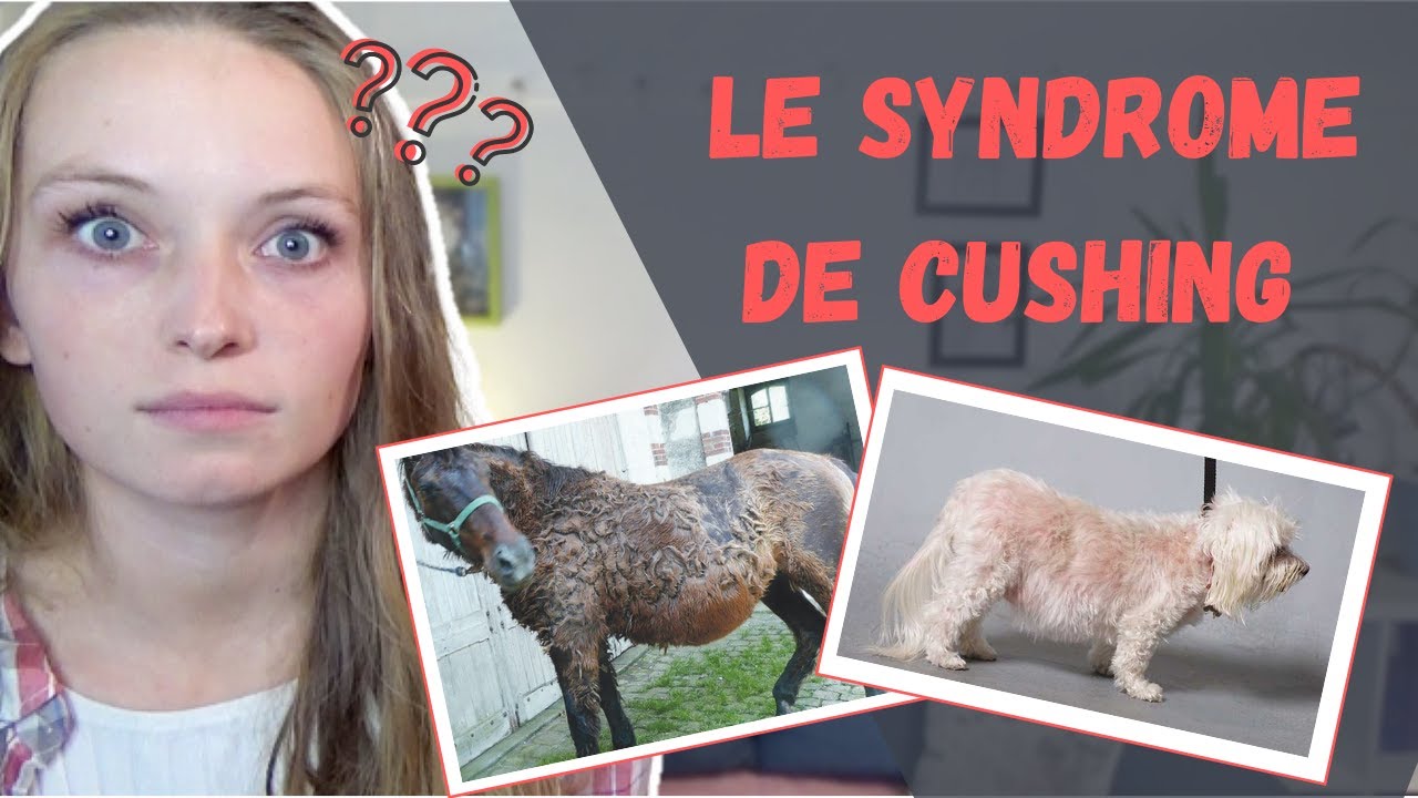 Syndrome De Cushing Chez Le Chien – LRBFGS