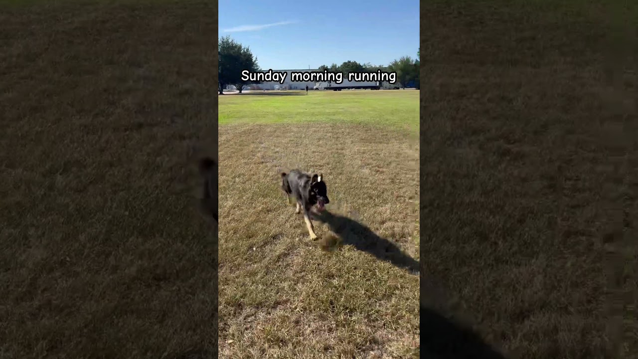 Sunday funday with the doggies 