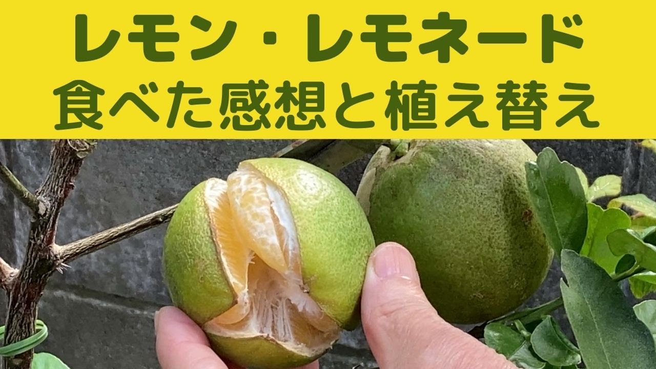 レモン・レモネード/レモン・レモネードを食べてみた感想と植え替え