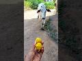 Meri gaiya aati hai mujhko doodh pilati hai #merigaiyaaatihai #cowvideos ##gaiyamerigaiya #cow #cows